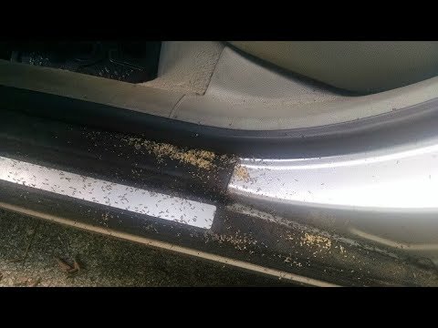 kiến làm tổ trong nội thất ô tô